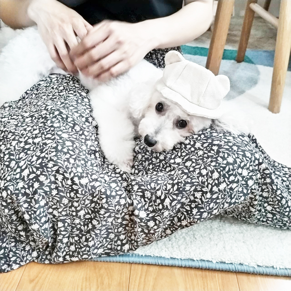 卒業犬ミラちゃんの近況♪